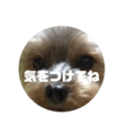ヨーキー いち君（個別スタンプ：1）
