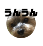 ヨーキー いち君（個別スタンプ：3）