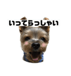 ヨーキー いち君（個別スタンプ：12）