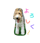 ワイヤーフォックステリアのまろん（個別スタンプ：29）