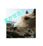 ワイヤーフォックステリアのまろん（個別スタンプ：31）