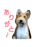 ワイヤーフォックステリアのまろん（個別スタンプ：32）