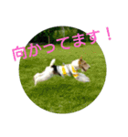ワイヤーフォックステリアのまろん（個別スタンプ：38）