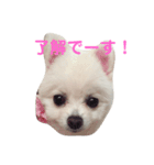 愛犬ななちゃん♡（個別スタンプ：1）