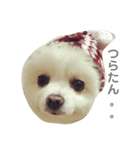 愛犬ななちゃん♡（個別スタンプ：3）