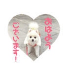 愛犬ななちゃん♡（個別スタンプ：5）