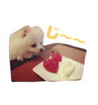 愛犬ななちゃん♡（個別スタンプ：6）