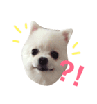 愛犬ななちゃん♡（個別スタンプ：7）