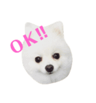 愛犬ななちゃん♡（個別スタンプ：8）
