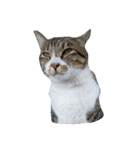 鯖猫のるう（個別スタンプ：1）