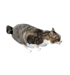 鯖猫のるう（個別スタンプ：3）