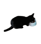 鯖猫のるう（個別スタンプ：4）