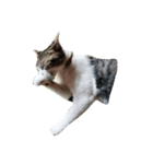 鯖猫のるう（個別スタンプ：5）