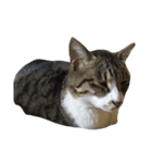 鯖猫のるう（個別スタンプ：7）