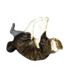 鯖猫のるう（個別スタンプ：8）