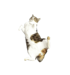 鯖猫のるう（個別スタンプ：9）