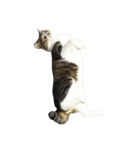 鯖猫のるう（個別スタンプ：10）