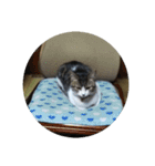 鯖猫のるう（個別スタンプ：12）