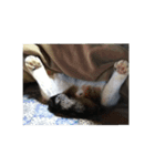 鯖猫のるう（個別スタンプ：14）