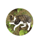 鯖猫のるう（個別スタンプ：16）