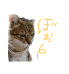 ネコちゃん心の気持ち（個別スタンプ：4）