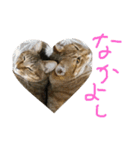 ネコちゃん心の気持ち（個別スタンプ：6）