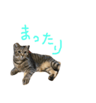ネコちゃん心の気持ち（個別スタンプ：9）