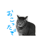 ネコちゃん心の気持ち（個別スタンプ：11）