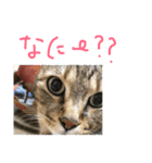ネコちゃん心の気持ち（個別スタンプ：13）