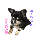 ぴーぷー3（個別スタンプ：6）