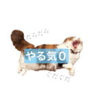スコティッシュフォールドのEmma（個別スタンプ：5）