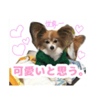 かわいわんこさん（個別スタンプ：1）