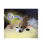 かわいわんこさん（個別スタンプ：3）