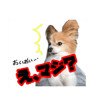 かわいわんこさん（個別スタンプ：4）