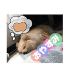 かわいわんこさん（個別スタンプ：6）