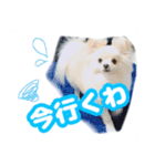 かわいわんこさん（個別スタンプ：8）