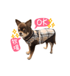 チョコタンチワワの日常会話〜よく使う言葉（個別スタンプ：1）