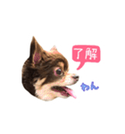 チョコタンチワワの日常会話〜よく使う言葉（個別スタンプ：2）