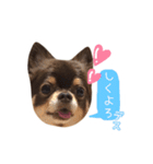 チョコタンチワワの日常会話〜よく使う言葉（個別スタンプ：3）