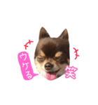 チョコタンチワワの日常会話〜よく使う言葉（個別スタンプ：5）