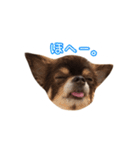 チョコタンチワワの日常会話〜よく使う言葉（個別スタンプ：7）