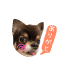 チョコタンチワワの日常会話〜よく使う言葉（個別スタンプ：11）