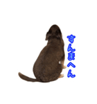 チョコタンチワワの日常会話〜よく使う言葉（個別スタンプ：12）