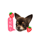 チョコタンチワワの日常会話〜よく使う言葉（個別スタンプ：13）