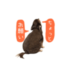 チョコタンチワワの日常会話〜よく使う言葉（個別スタンプ：15）