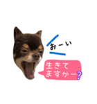 チョコタンチワワの日常会話〜よく使う言葉（個別スタンプ：16）
