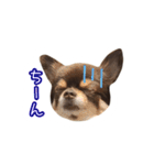 チョコタンチワワの日常会話〜よく使う言葉（個別スタンプ：18）