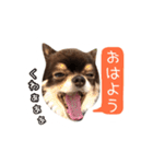チョコタンチワワの日常会話〜よく使う言葉（個別スタンプ：21）