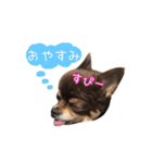 チョコタンチワワの日常会話〜よく使う言葉（個別スタンプ：22）