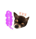 チョコタンチワワの日常会話〜よく使う言葉（個別スタンプ：23）